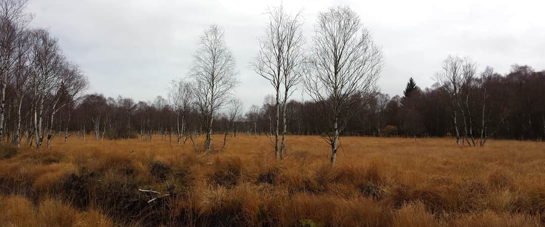Weids hoogveenlandschap in de Hoge Venen bij zonsopgang