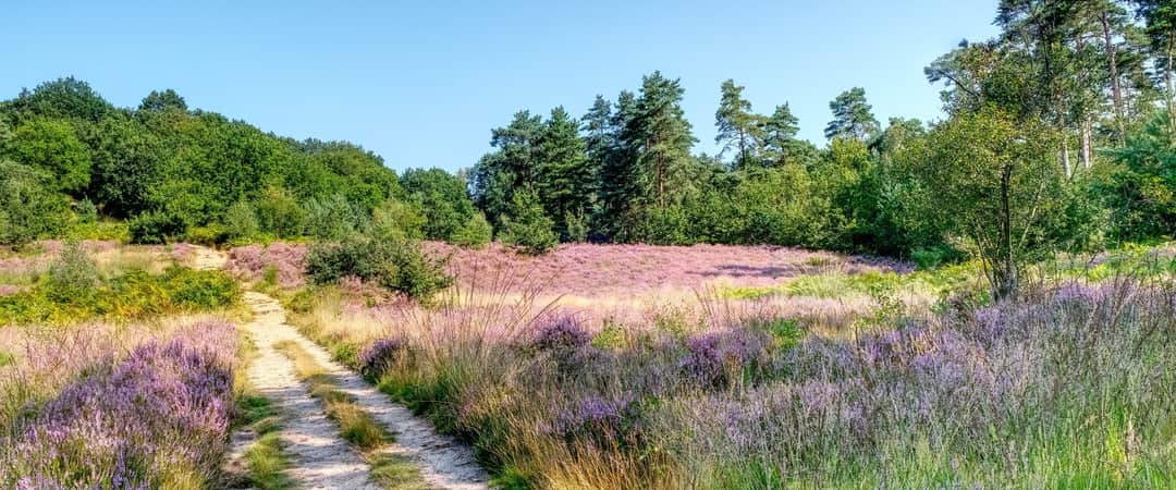 Dennenbos en heideland in de Kempen