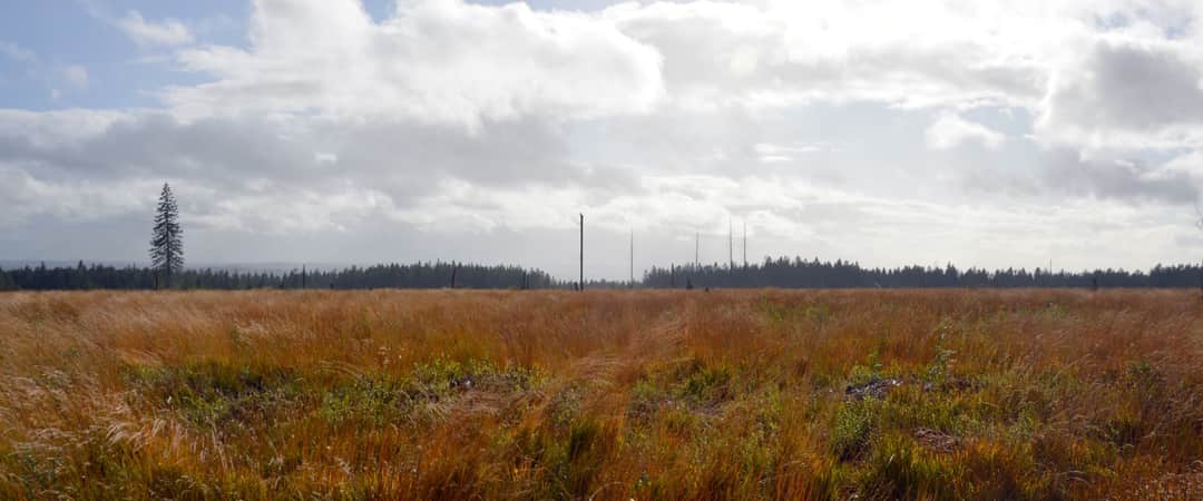 Uitgestrekt hoogveenlandschap in de Oostkantons